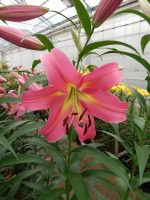 [5163 Corsini No01.JPG]